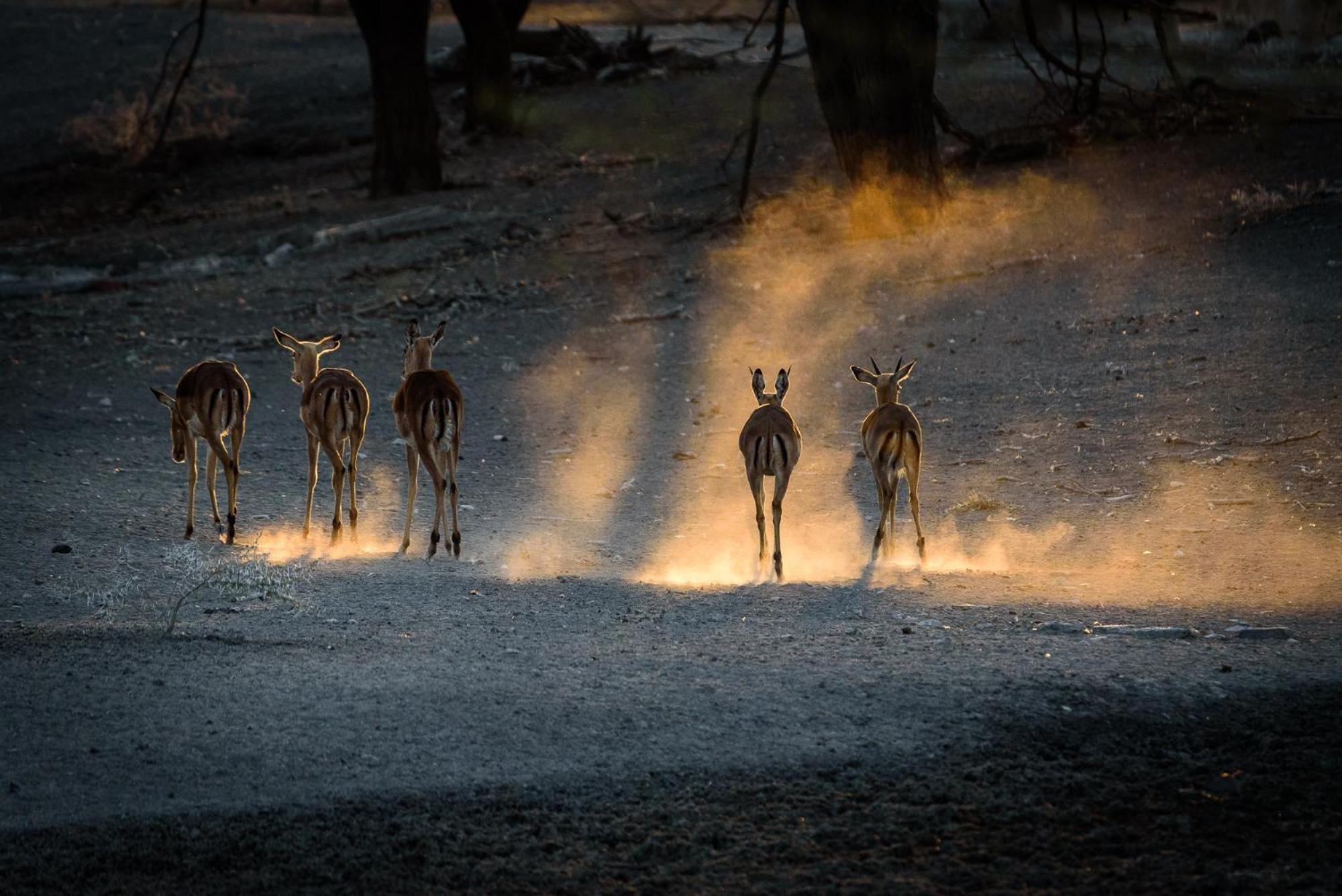 Gabus Safari Lodge Otavi Ngoại thất bức ảnh
