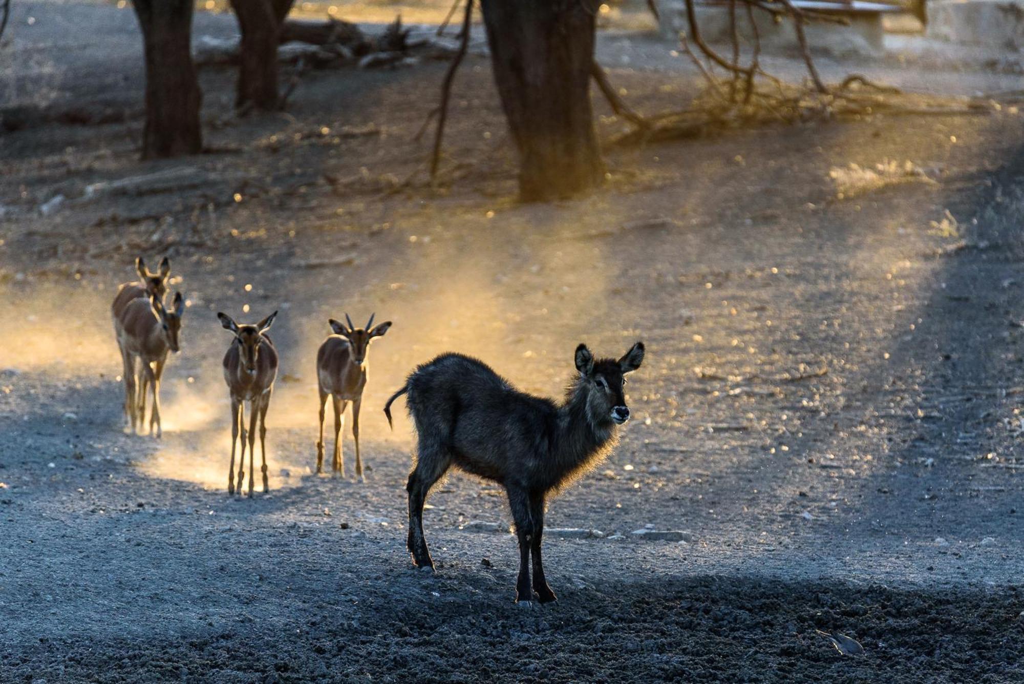 Gabus Safari Lodge Otavi Ngoại thất bức ảnh