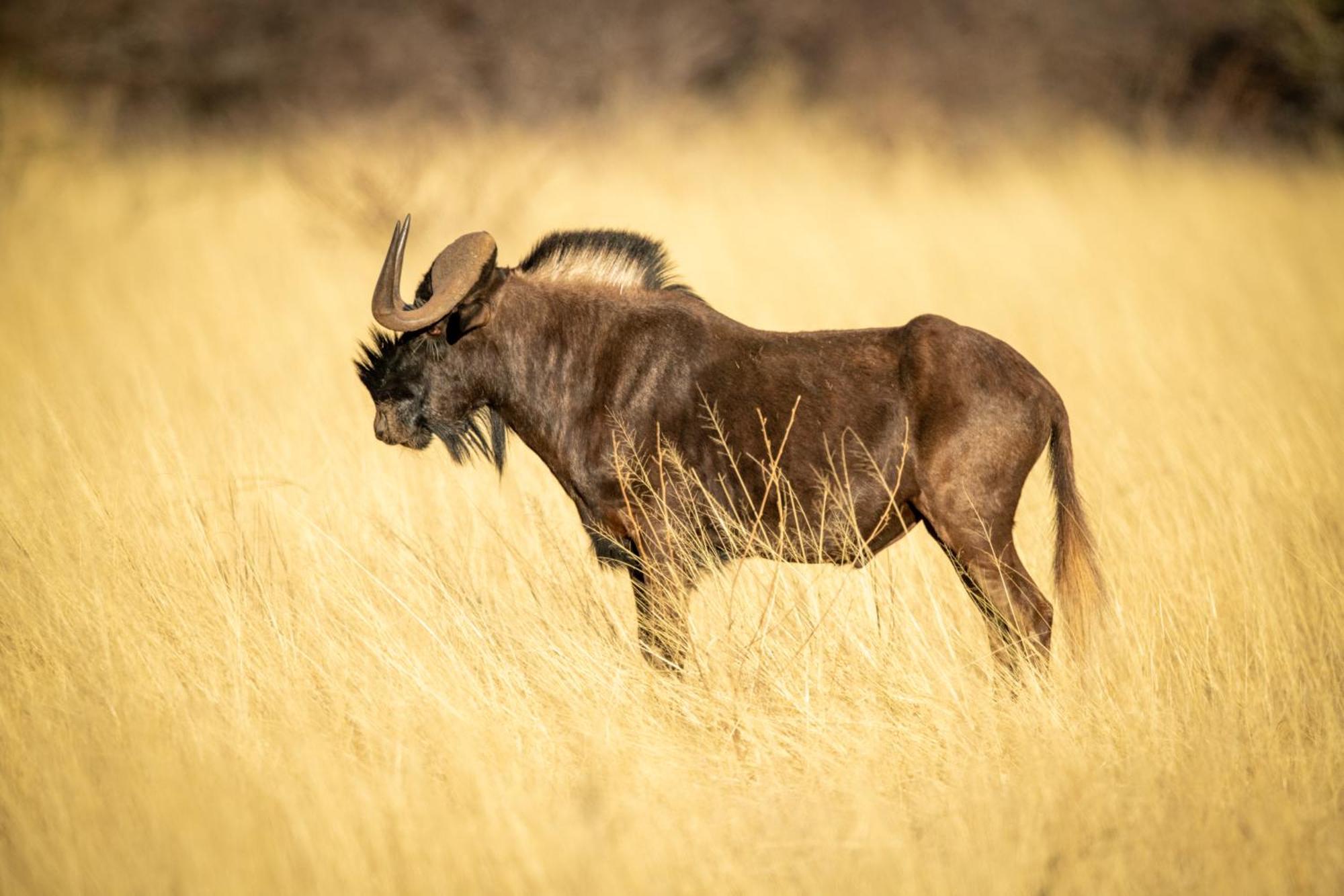 Gabus Safari Lodge Otavi Ngoại thất bức ảnh
