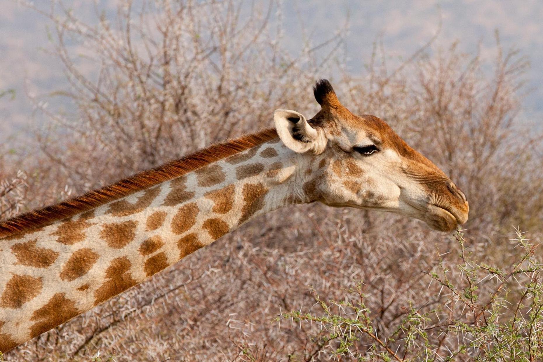 Gabus Safari Lodge Otavi Ngoại thất bức ảnh