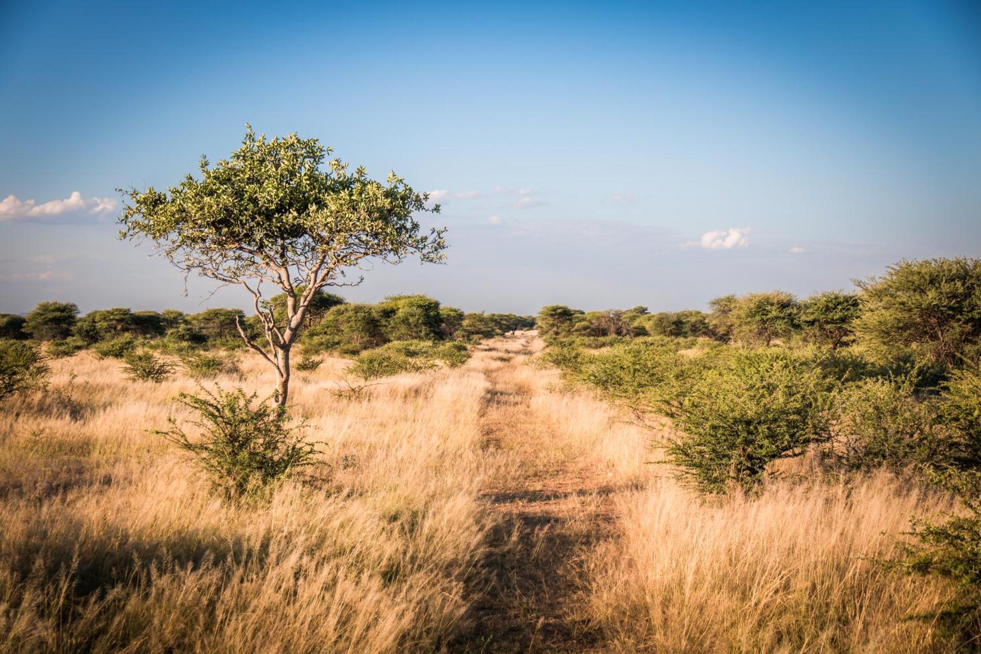 Gabus Safari Lodge Otavi Ngoại thất bức ảnh